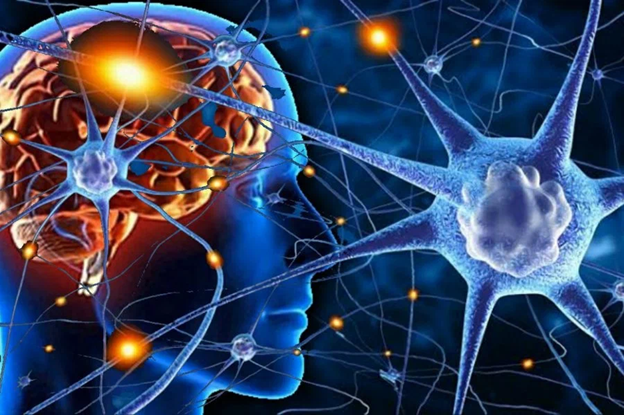 Связь мозга и тела через нейроны