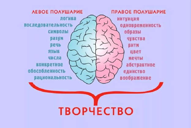Как связано обучение и полушария мозга