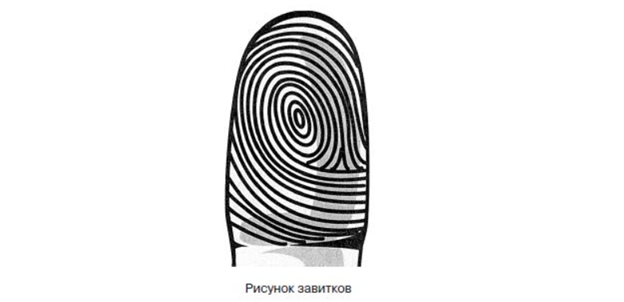 Рисунок завитков на отпечатке пальца