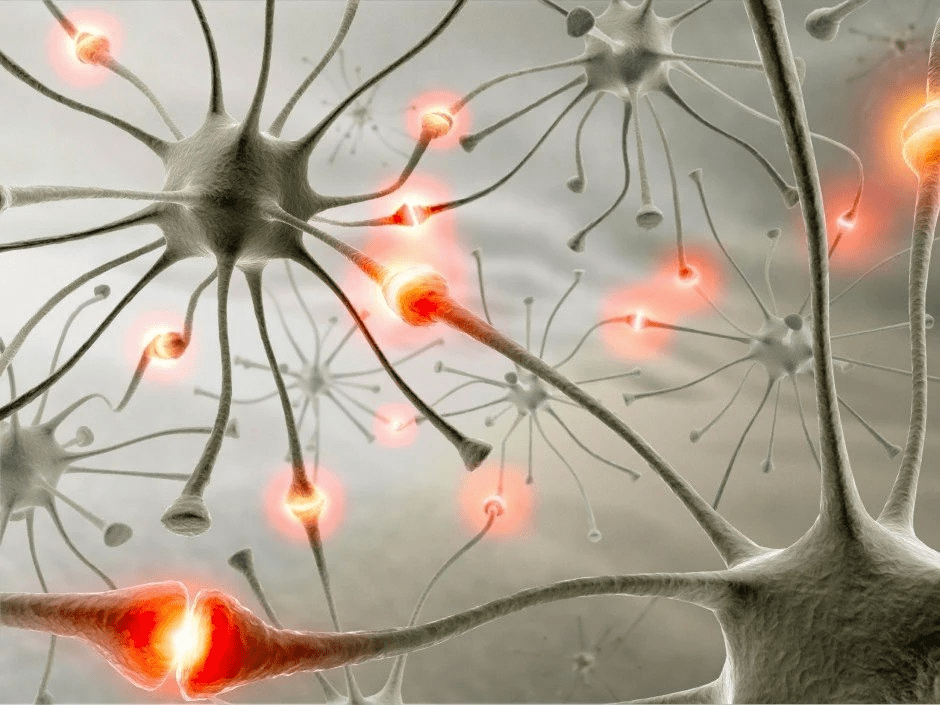 Формирование нейродинамики в мозгу человека